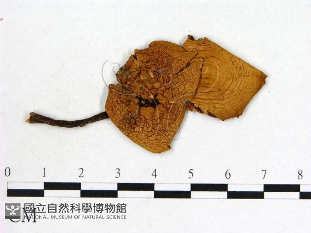 登錄號:F0020236藏品圖，第1張