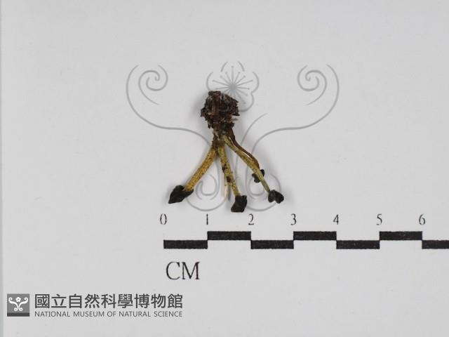 登錄號:F0030236藏品圖，第1張