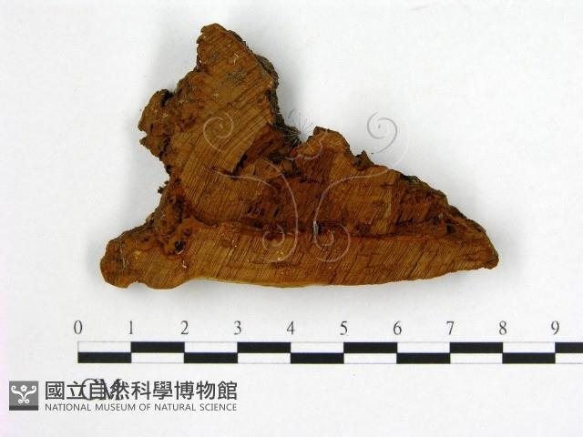 登錄號:F0006236藏品圖，第1張