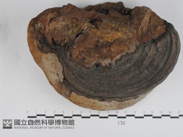 登錄號:F0031236藏品圖，第1張