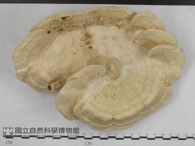登錄號:F0004236藏品圖，第1張