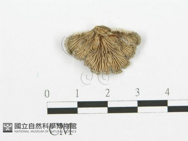 裂褶菌藏品圖，第1張