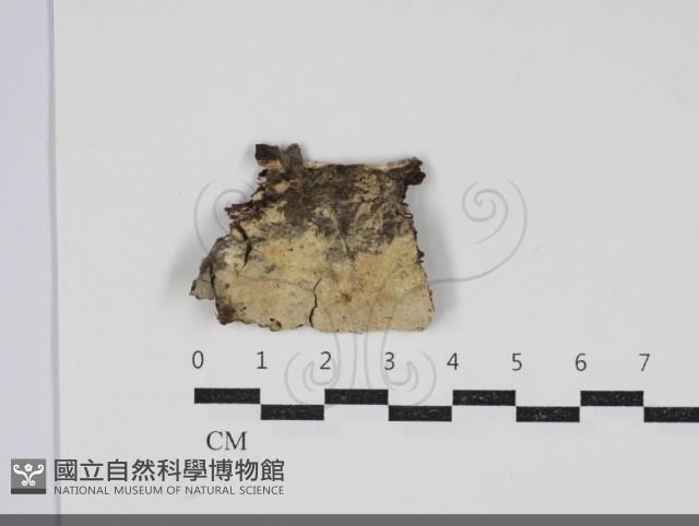 登錄號:F0034236藏品圖，第1張