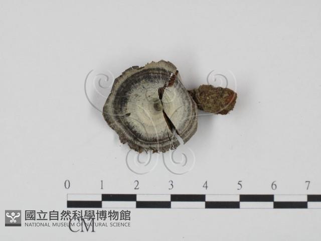 登錄號:F0022236藏品圖，第1張