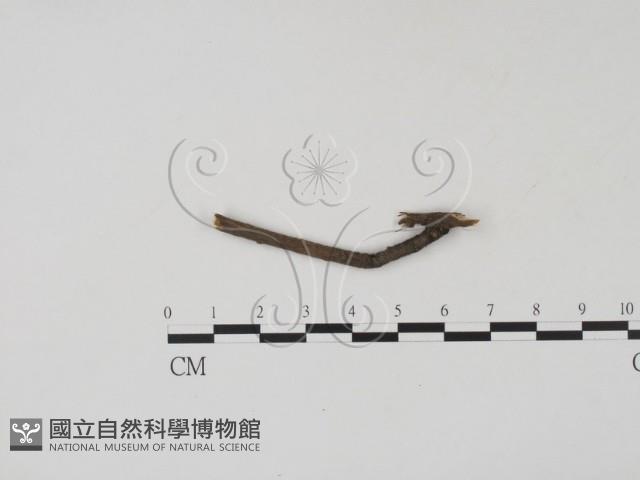 登錄號:F0012236藏品圖，第1張