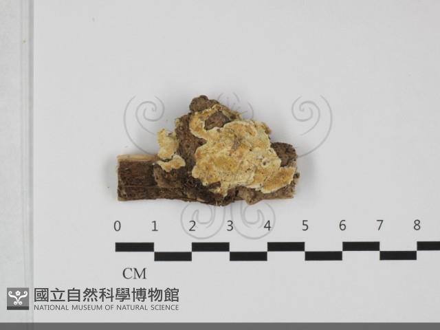 寡孔菌屬藏品圖，第1張