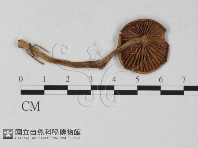 登錄號:F0027236藏品圖，第1張