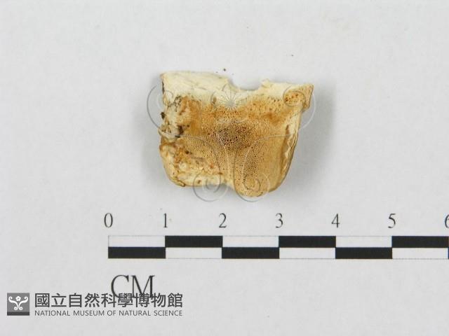 登錄號:F0007236藏品圖，第1張