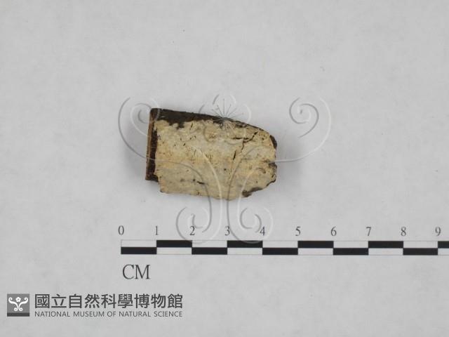 登錄號:F0025236藏品圖，第1張