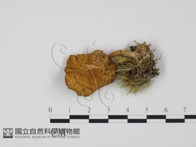 登錄號:F0005236藏品圖，第1張