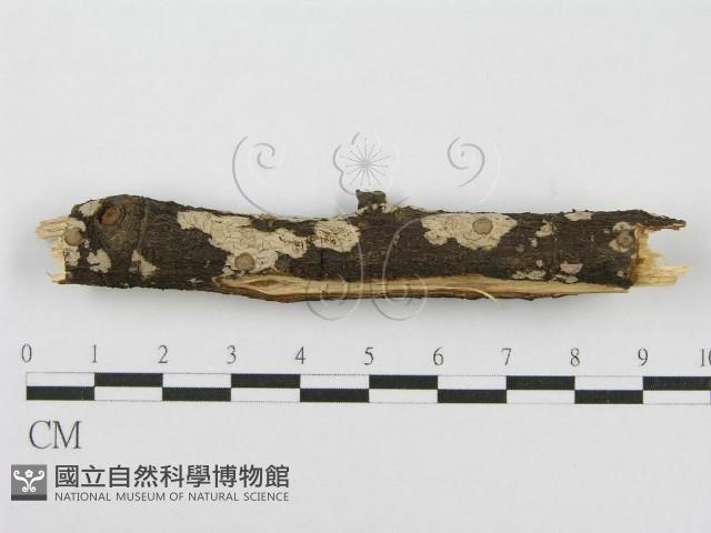 筍殼菌屬藏品圖，第1張