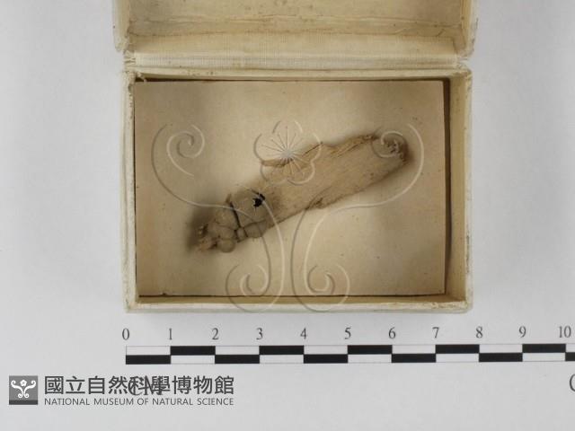 登錄號:F0023236藏品圖，第1張