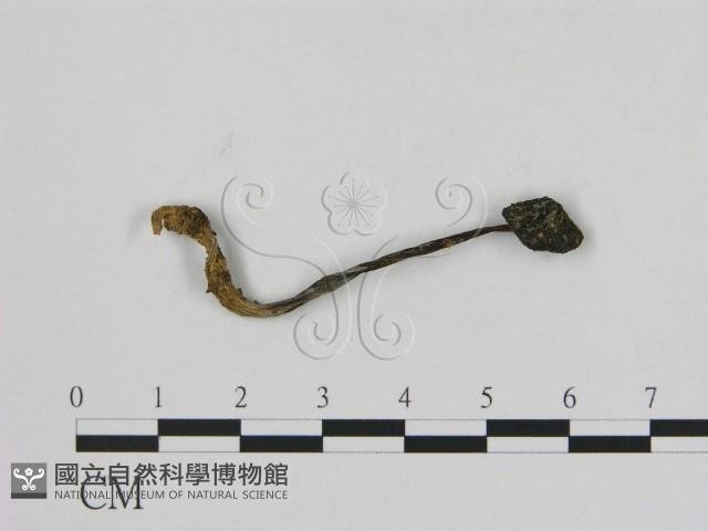 登錄號:F0003236藏品圖，第1張