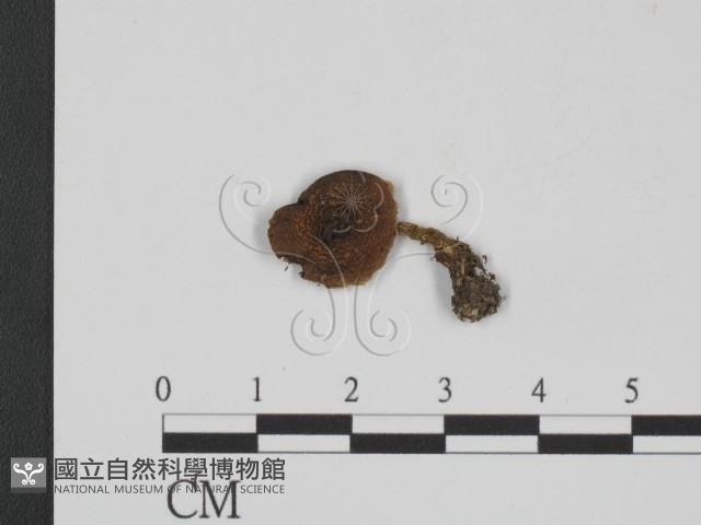 登錄號:F0013236藏品圖，第1張