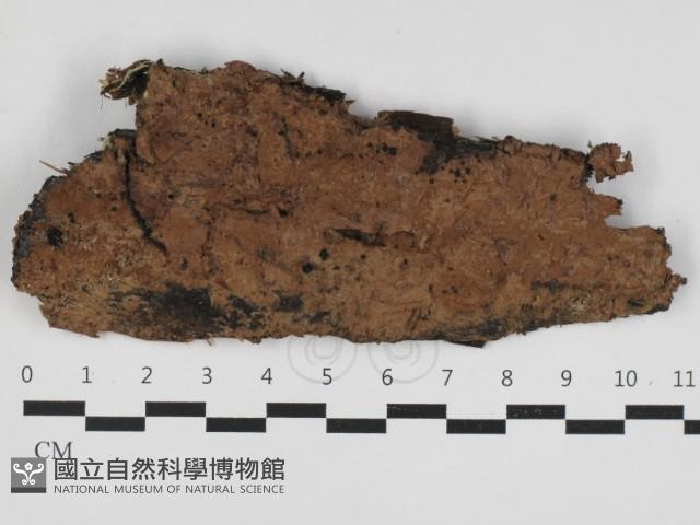 登錄號:F0033236藏品圖，第1張