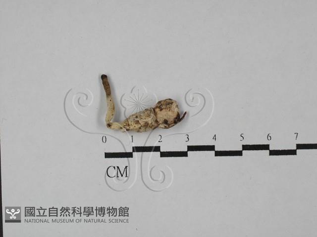 登錄號:F0028836藏品圖，第1張