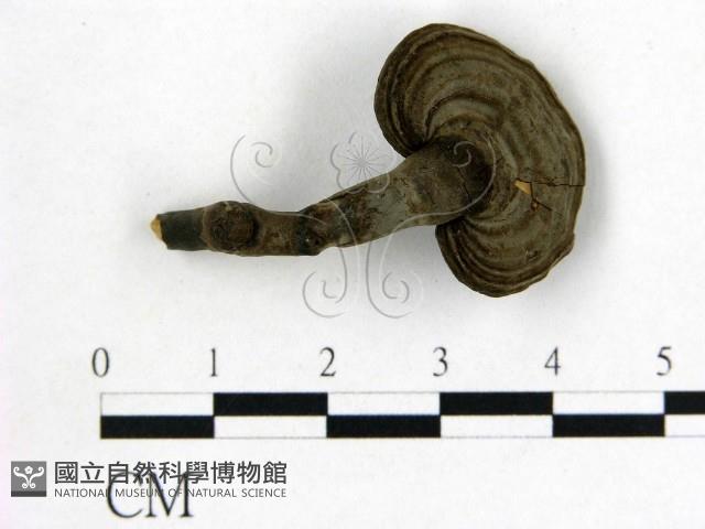 登錄號:F0018836藏品圖，第1張