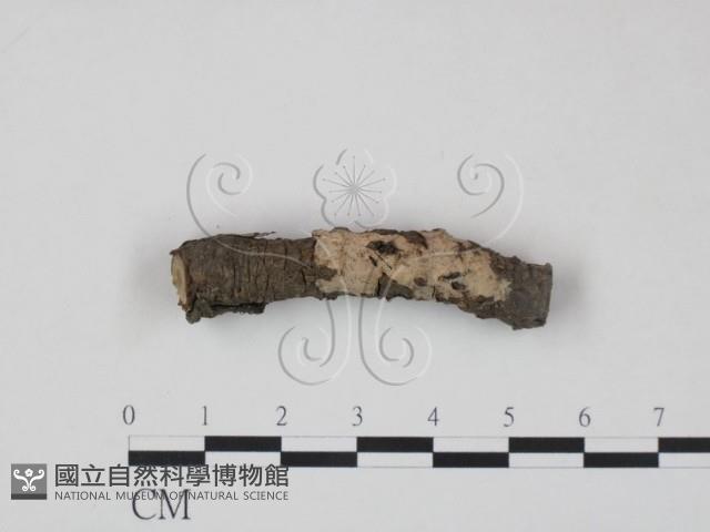 筍殼菌屬藏品圖，第1張