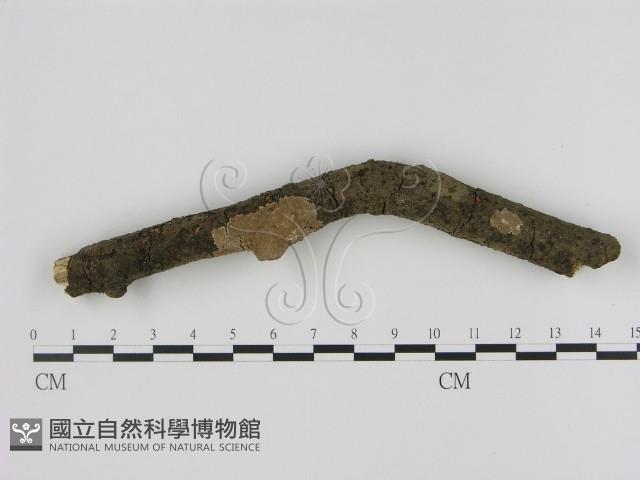 刺革菌屬藏品圖，第1張