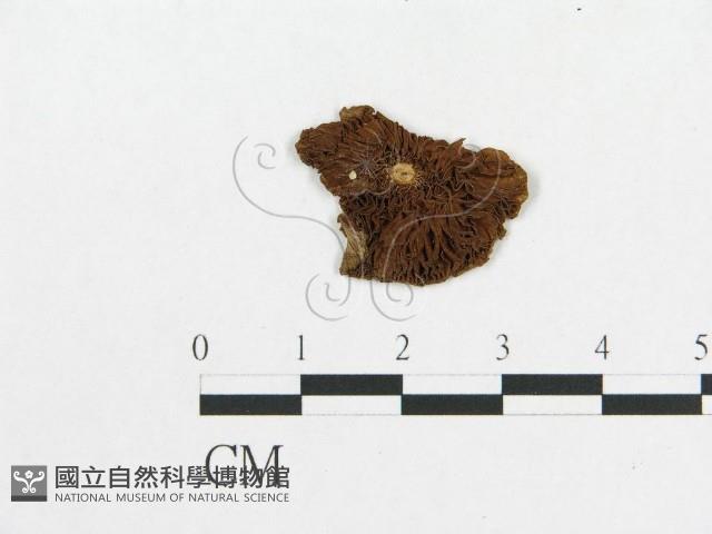 登錄號:F0010836藏品圖，第1張