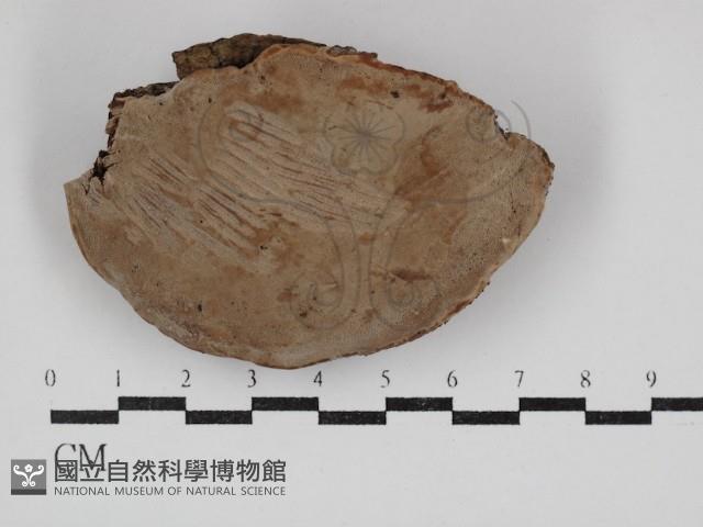 靈芝屬藏品圖，第1張