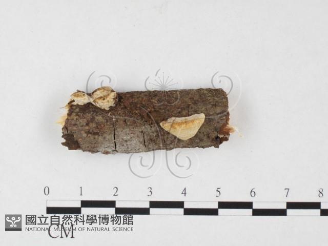 登錄號:F0026836藏品圖，第1張