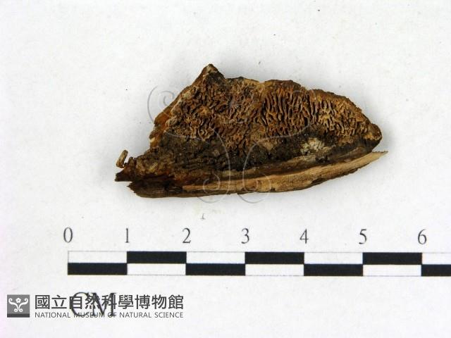 登錄號:F0006836藏品圖，第1張