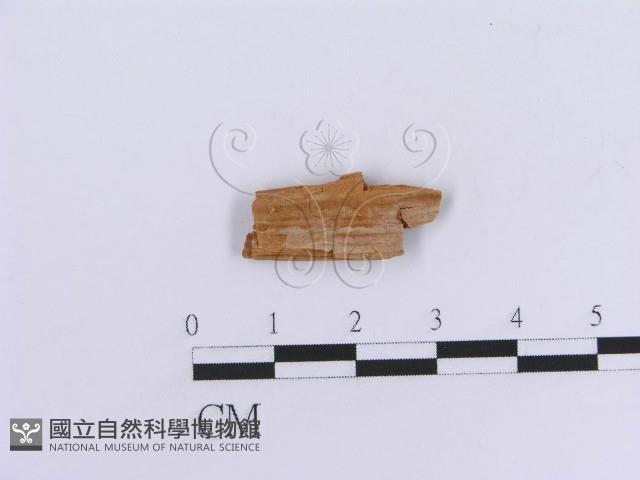 登錄號:F0016836藏品圖，第1張