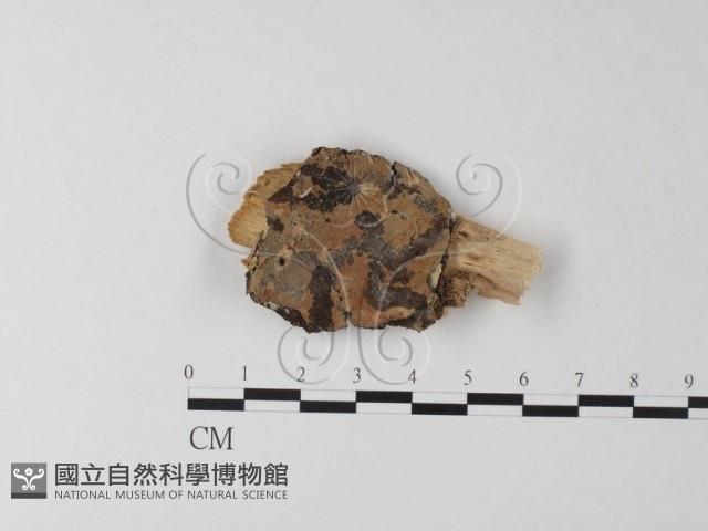 剛毛絲皮菌藏品圖，第1張
