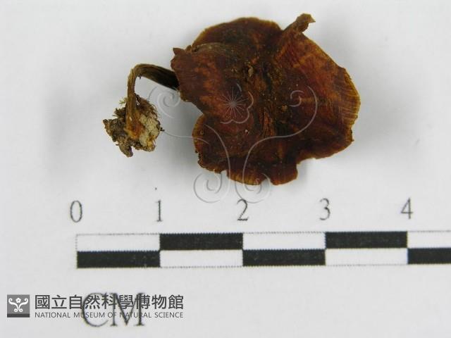 登錄號:F0001836藏品圖，第1張