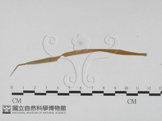 登錄號:F0011836藏品圖，第1張