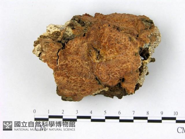 登錄號:F0014836藏品圖，第1張