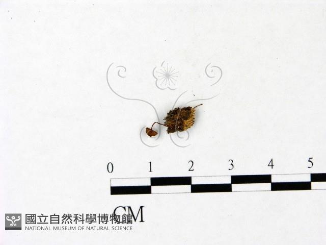 登錄號:F0022836藏品圖，第1張