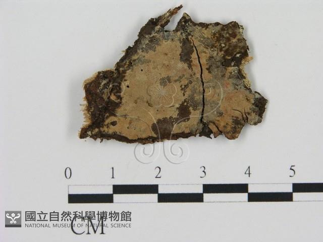 剛毛絲皮菌藏品圖，第1張