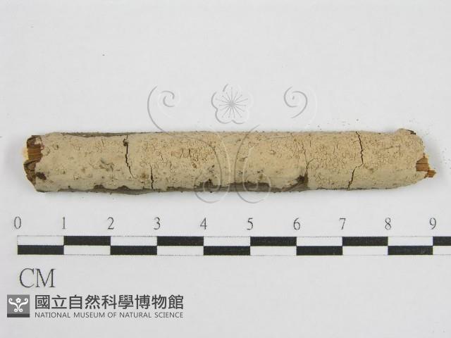 登錄號:F0012836藏品圖，第1張