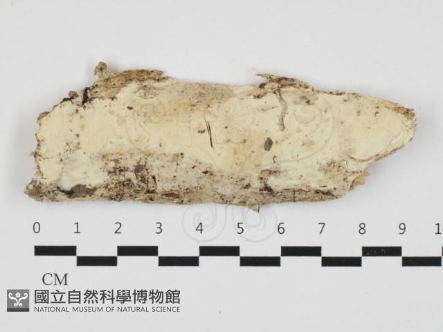 粗糙孢菌屬藏品圖，第1張