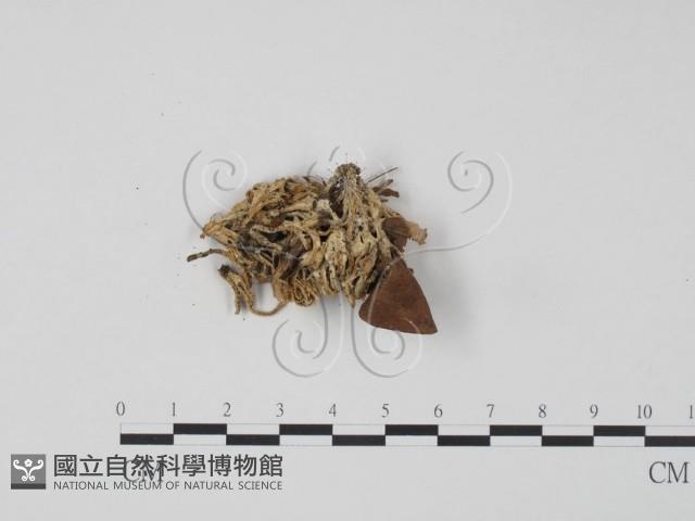 革菌屬藏品圖，第1張