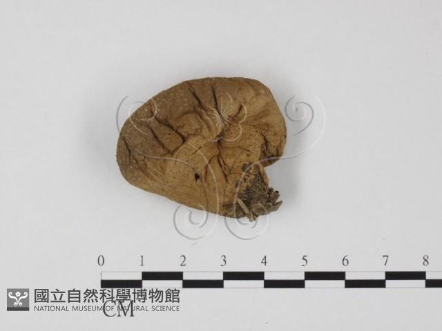 登錄號:F0025836藏品圖，第1張
