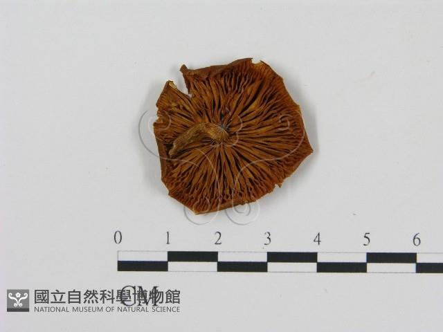 登錄號:F0005836藏品圖，第1張