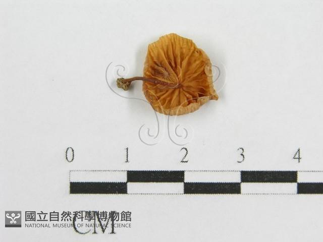 微皮傘屬藏品圖，第1張