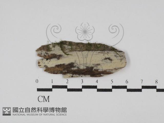 絲齒菌屬藏品圖，第1張