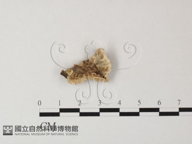 登錄號:F0023836藏品圖，第1張
