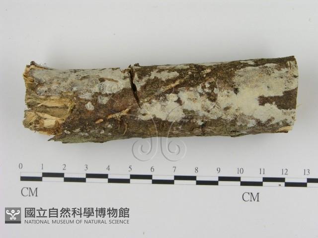 絲皮菌屬藏品圖，第1張