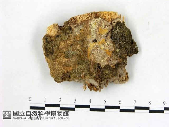 登錄號:F0000936藏品圖，第1張