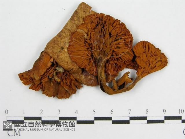 登錄號:F0010936藏品圖，第1張