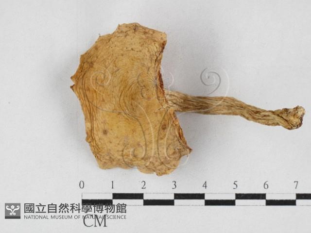 登錄號:F0026936藏品圖，第1張