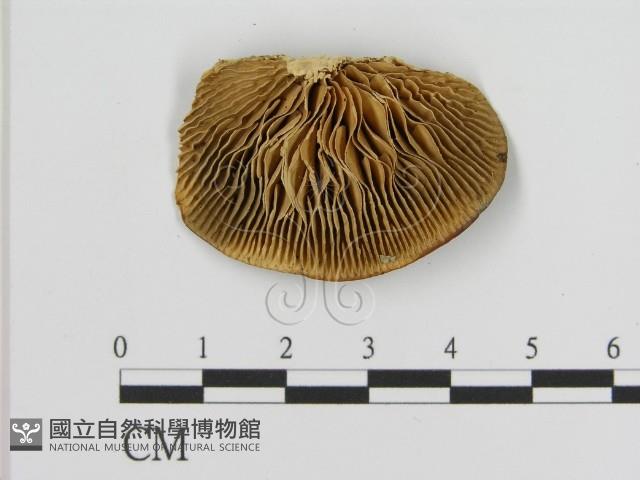 登錄號:F0006936藏品圖，第1張