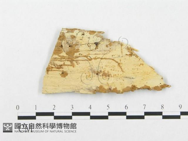 登錄號:F0016936藏品圖，第1張