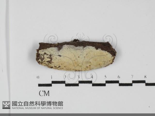 登錄號:F0031936藏品圖，第1張