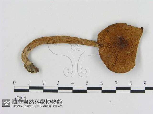 登錄號:F0004936藏品圖，第1張